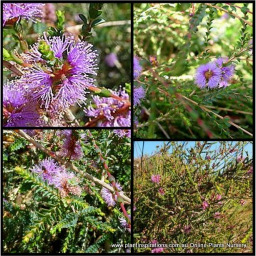 Melaleuca Small Leaf Paperbark 1 Plants Native Shrubs gibbosa